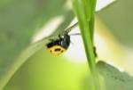 Yellow And Black Ladybug by Gordon Semmens