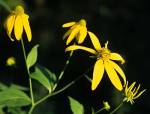 Yellow Blooming Flowers And Stem by Gordon Semmens