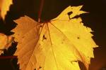 Yellow Fall Leaf Hanging by Gordon Semmens