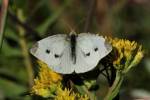 Yellow Flower And White Moth by Gordon Semmens