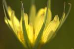 Yellow Flower Petals On Green by Gordon Semmens