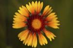 Yellow Flower With Red Center by Gordon Semmens