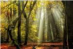 Yellow Leaves Rays by Lars Van De Goor