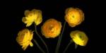 Yellow Ranunculus 3 by Susan Barmon