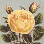 Yellow Rose by Sarah Elizabeth Chilton