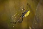Yellow Spider On The Web by Gordon Semmens