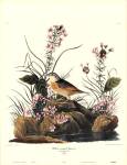 Yellow-Winged Sparrow by John Woodhouse Audubon