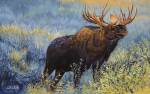 Yellowstone Moose by Cory Carlson