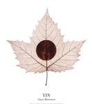 Yin by Owen Mortensen