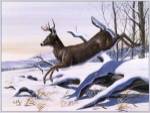 Young Buck by Don Balke