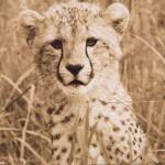 Young Cheetah by Susann Parker