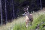 Young deer in Banff National Park, Alberta, Canada by Diane Johnson / Danita Delimont