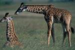 Young Giraffe Lies in Tall Grass, Masai Mara Game Reserve, Kenya by Paul Souders / Danita Delimont