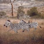 Zebra by David Knowlton
