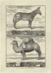 Zebra Camel by Denis Diderot