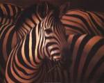 Zebra Grande by T.C. Chiu