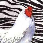 Zebra Rooster by Barb Tourtillotte