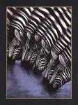 Zebra's Watering Hole by Dexter Griffin