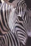 Zebra Stripes by P. Charles