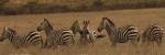 Zebras by Sarah Farnsworth