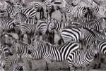 Zebras Abstraction by Jorge Llovet