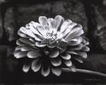 Zinnia by Harold Silverman