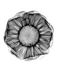 Zinnia Montage Black & White X-Ray by Bert Myers