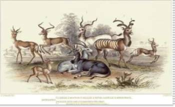 Antelope Varieties
