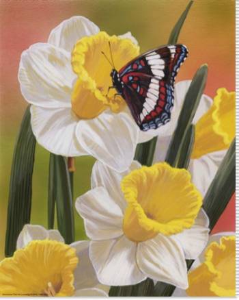 Daffodils & Butterfly